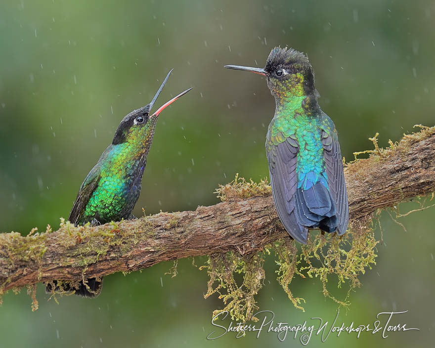 Fiery-Throated Hummingbirds