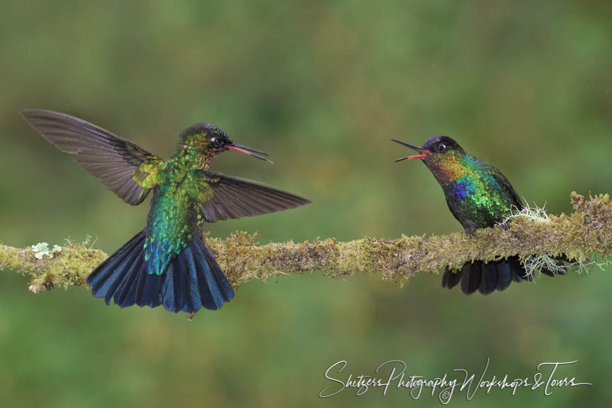 Fiery-throated hummingbirds fight