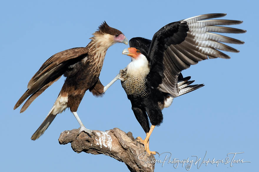 Fight of the Crested Caracaras