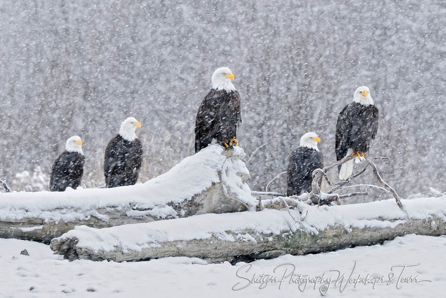 Five Bald eagles in a snowstorm