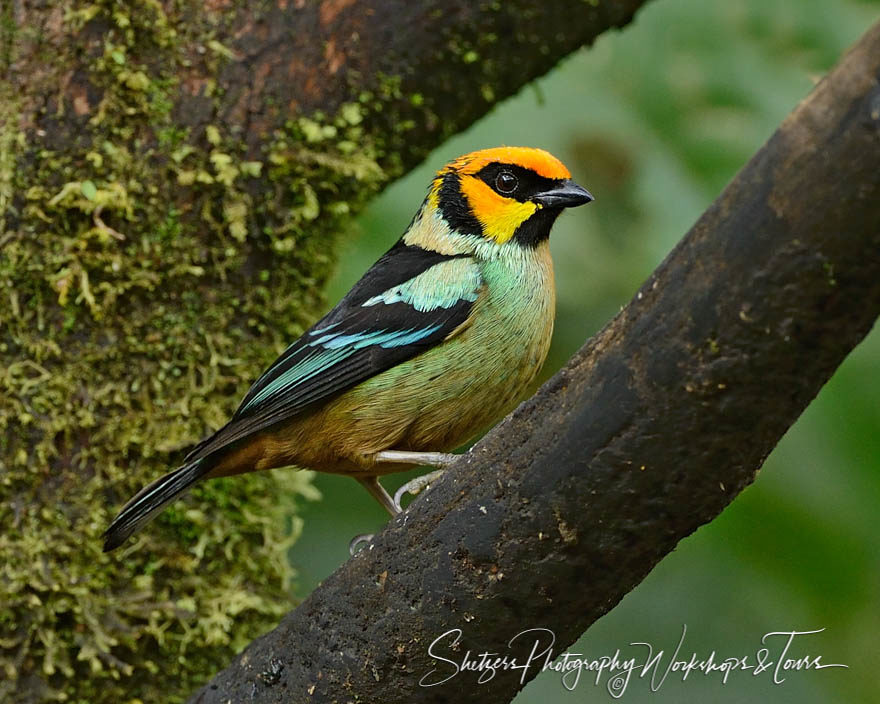 Flame-faced Tanager perches on branch
