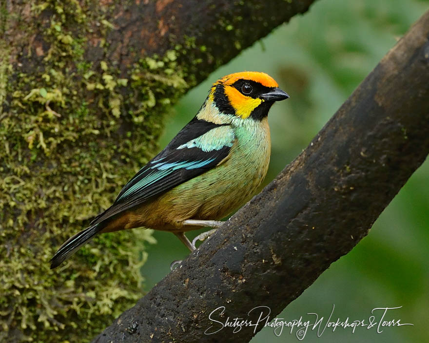 Flame faced Tanager perches on branch 20130604 114902