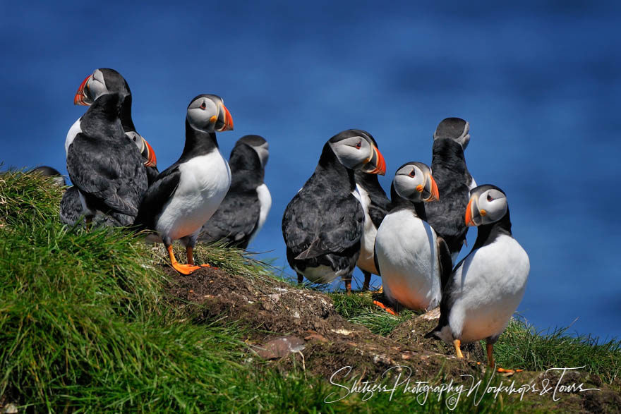 Flocks of Puffins