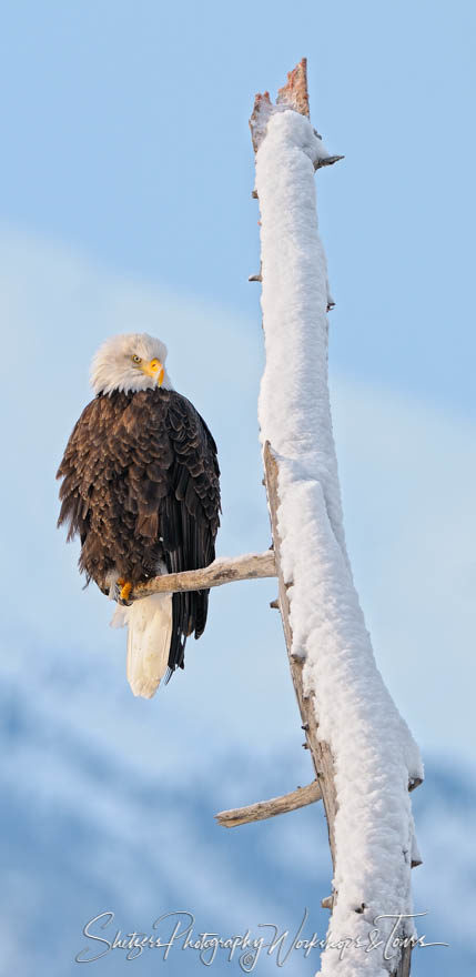 Fluffed Eagle on Snowy Tree