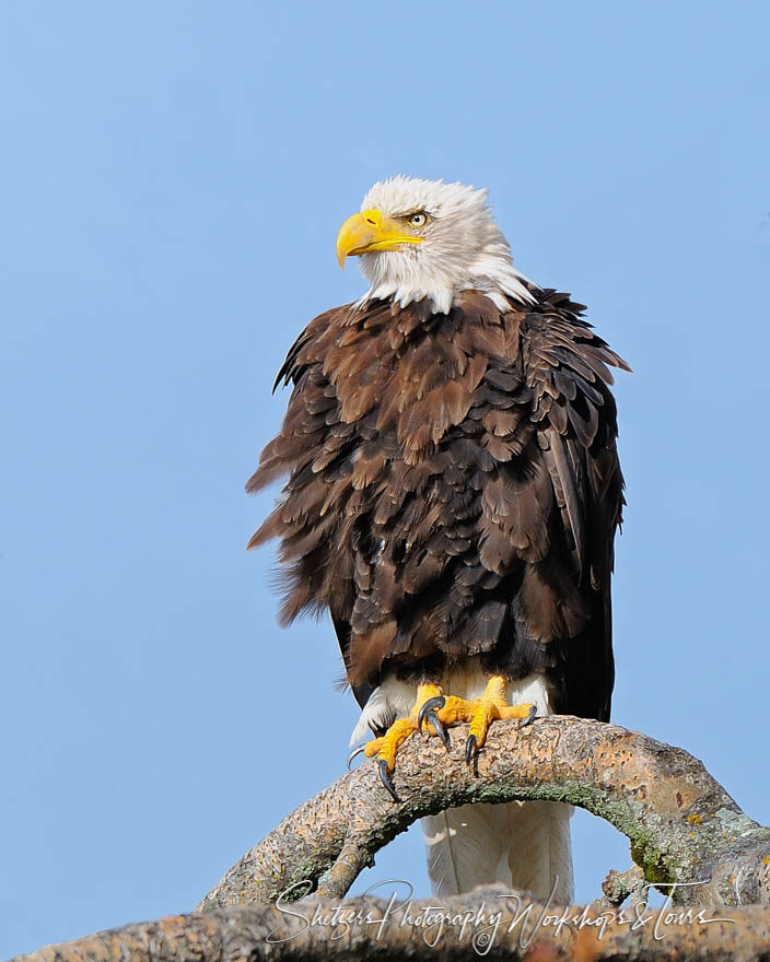 Fluffed up Bald Eagle