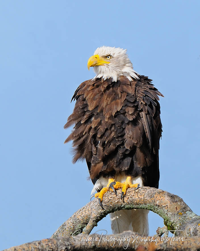 Fluffed up Bald Eagle 20101016 175755