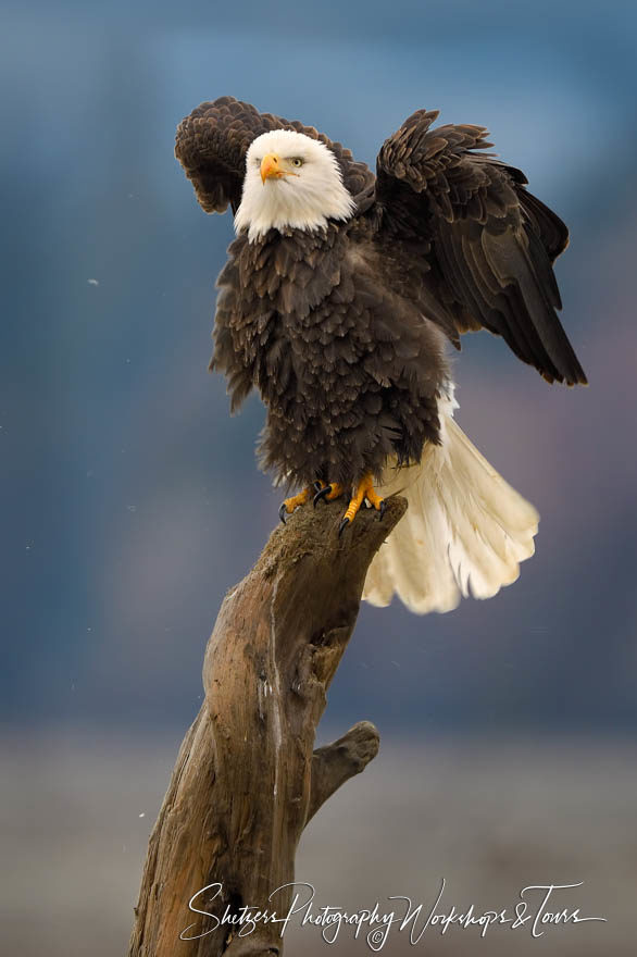 Fluffy Alaskan eagle on a perch