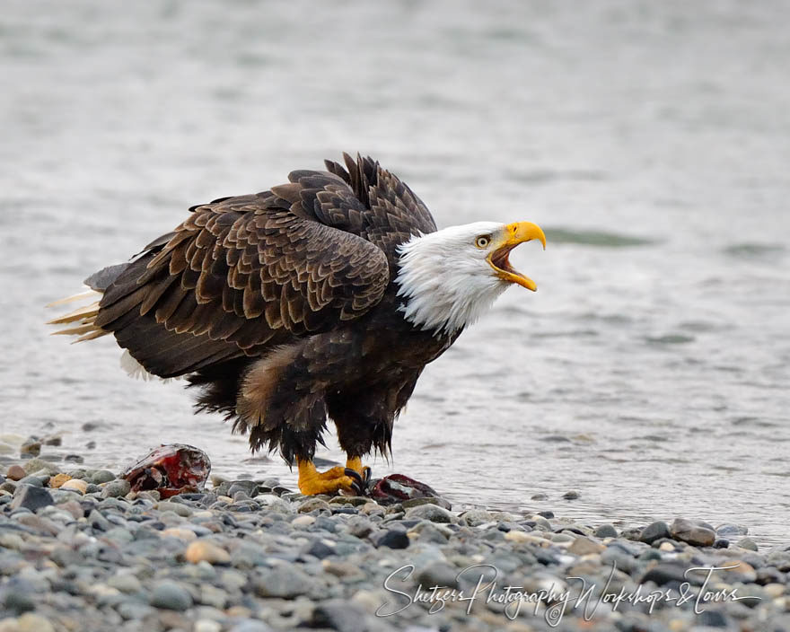 Fluffy Bald Eagle Screeching