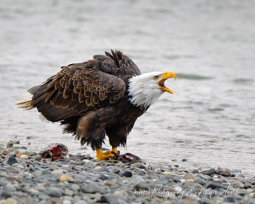 Fluffy Bald Eagle Screeching - Shetzers Photography