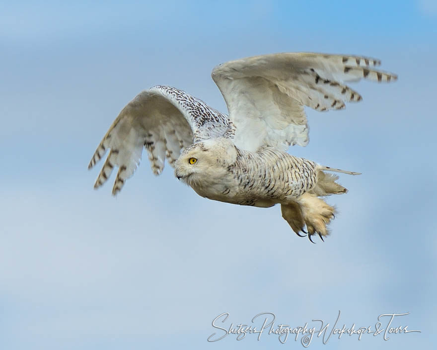 Flying snowy owl with empty talons