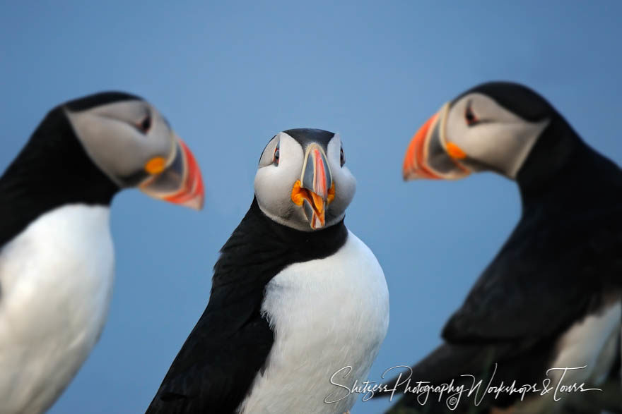 Framed Puffins