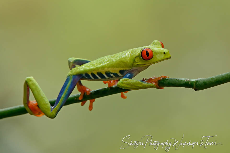 Frog picture of Red-eyed tree frog walking on a branch
