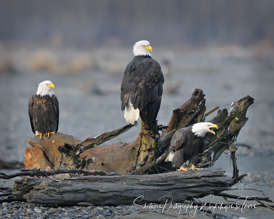 Full Log of Bald Eagles