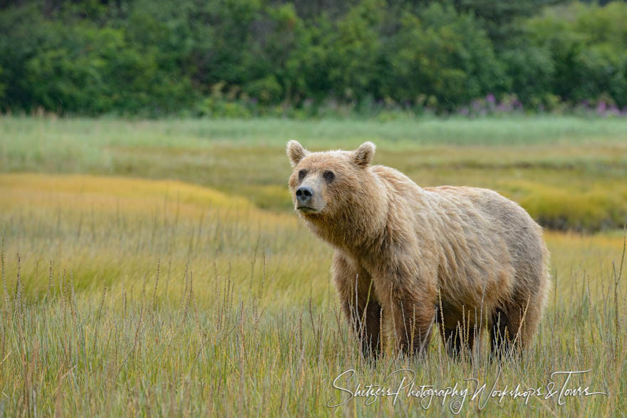 Full grown grizzly bear stands forages in valley