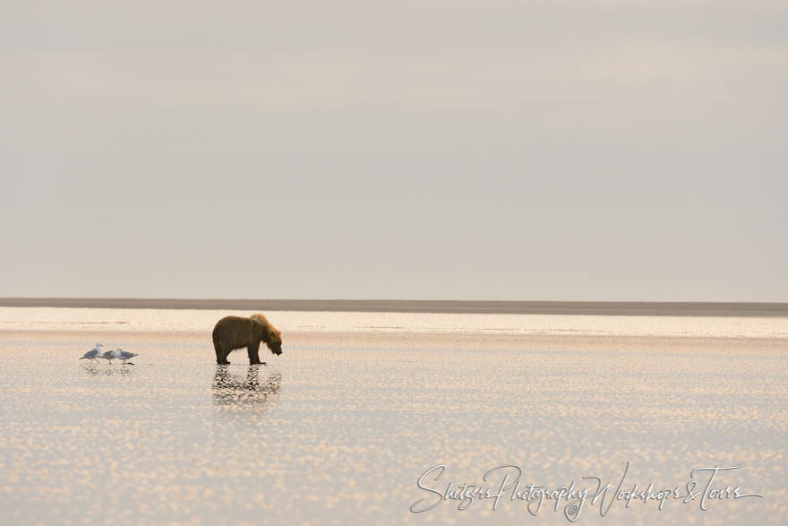 Full grown grizzly bear with seagulls on beach