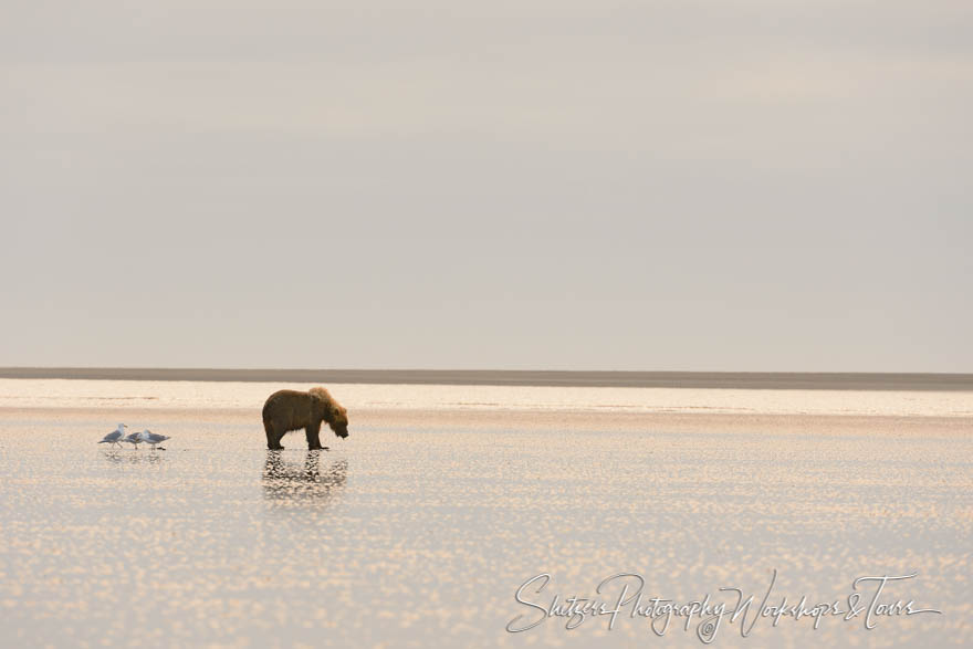 Full grown grizzly bear with seagulls on beach 20130801 093959