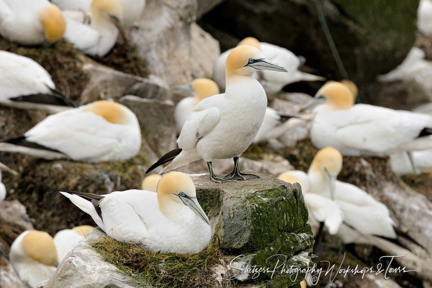 Gannets gather on cliffs of Newfoundland