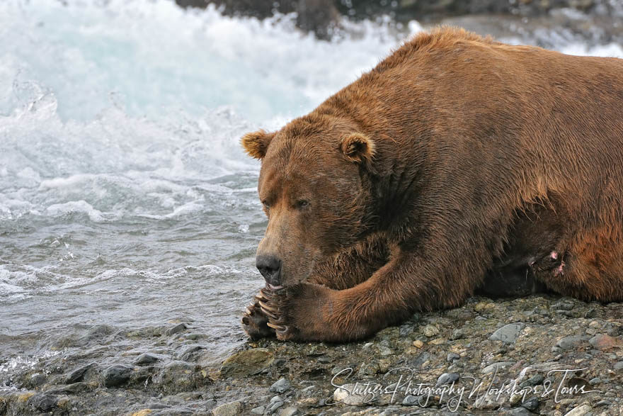 Gargantuan Grizzly Bear watching fish