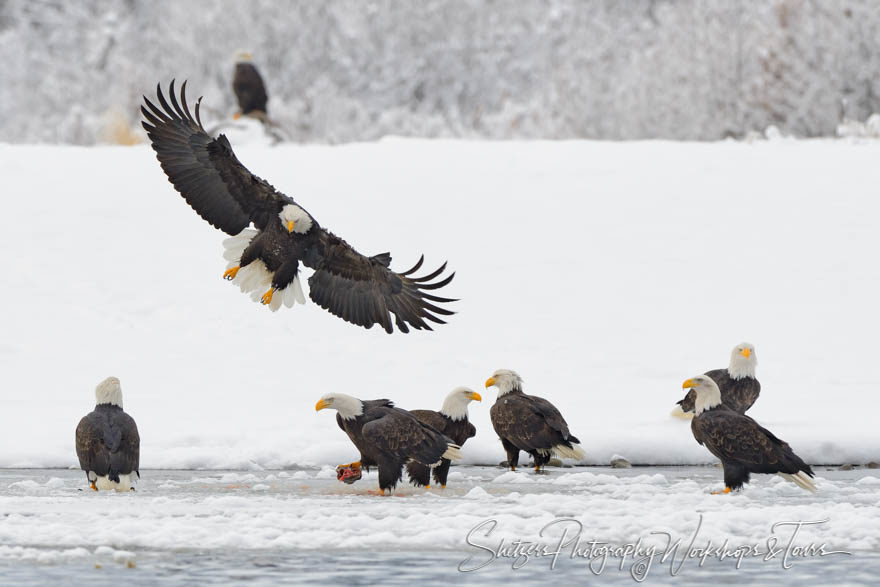 Gathering of Eagles