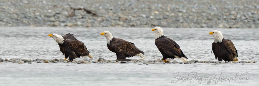 Getting Your Eagles in a Row Closeup