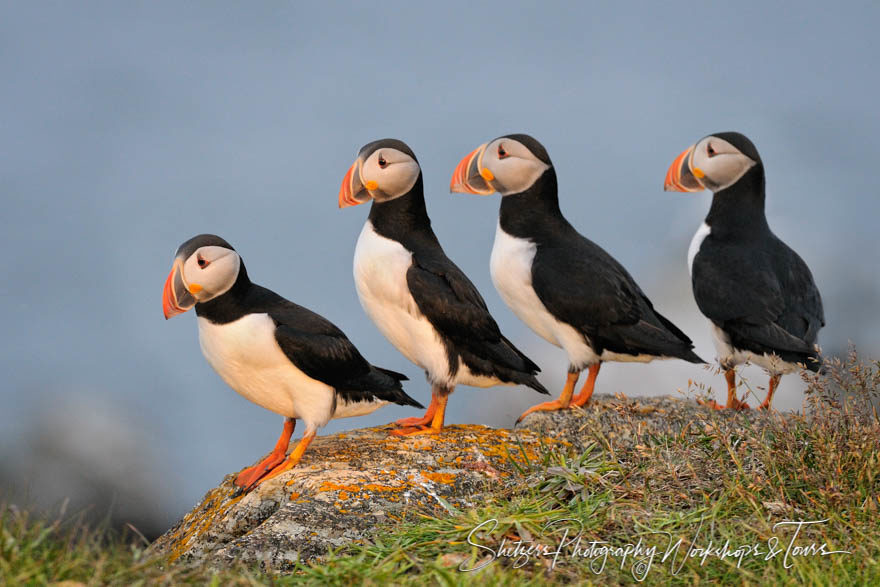 Getting your Puffins in a Row