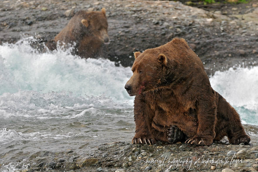 Gigantic Bears Fishing in Katmai Alaska