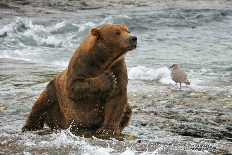Gigantic grizzly bear sitting in river