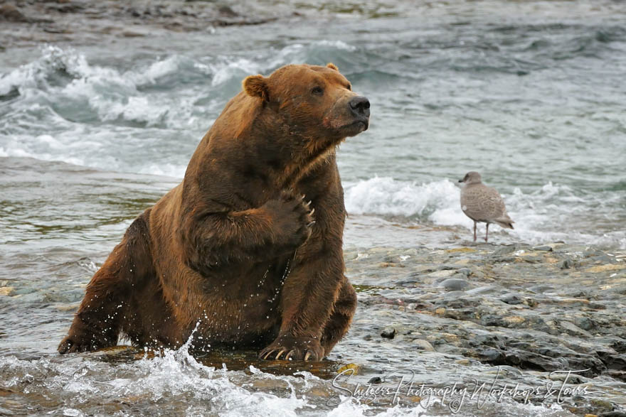 Gigantic grizzly bear sitting in river 20100809 183318