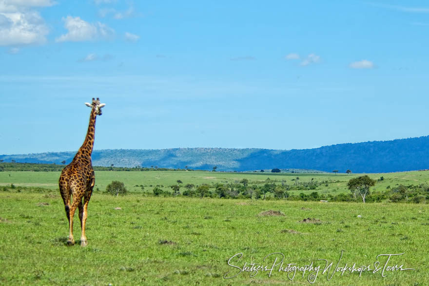 Giraffe Walking off into the Serengeti