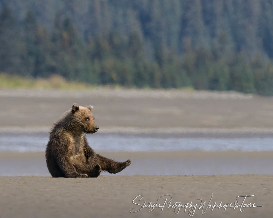 Goofy Bear sitting