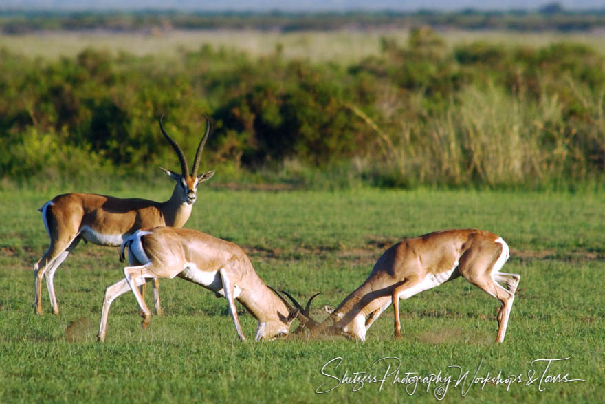 Grants Gazelles Lock Horns