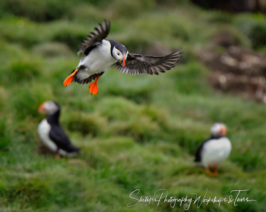 Grassy Landing for an Atlantic Puffin