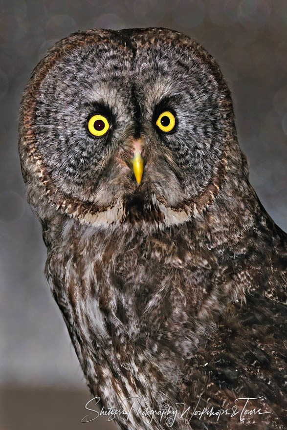 Great Grey Owl Portrait