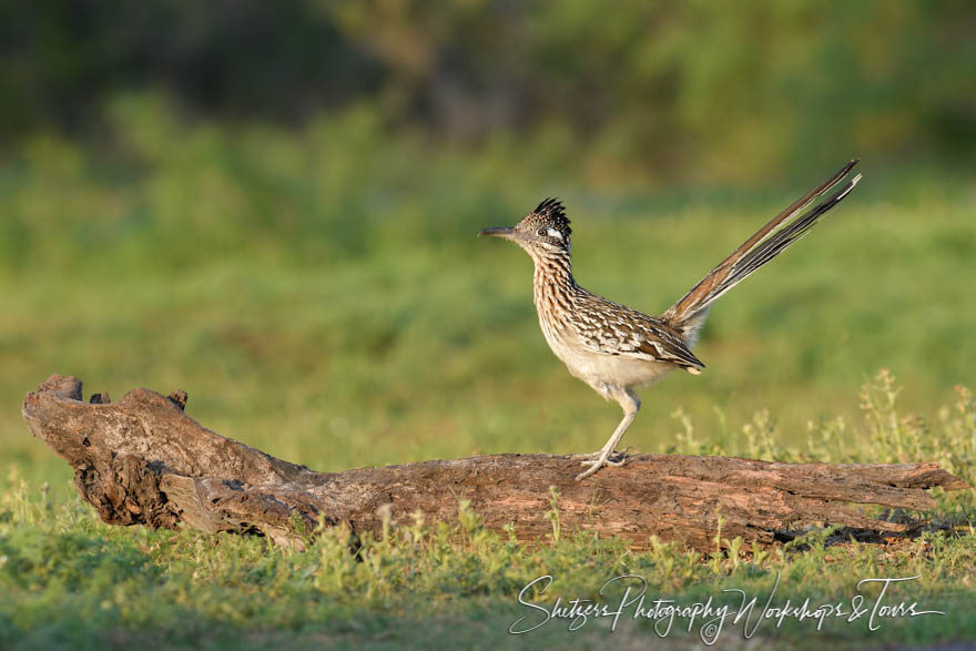 Greater Roadrunner on log