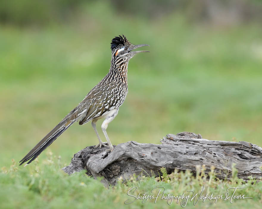 Greater Roadrunner on log with beak open