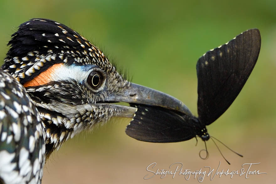 Greater Roadrunner with butterfly in beak