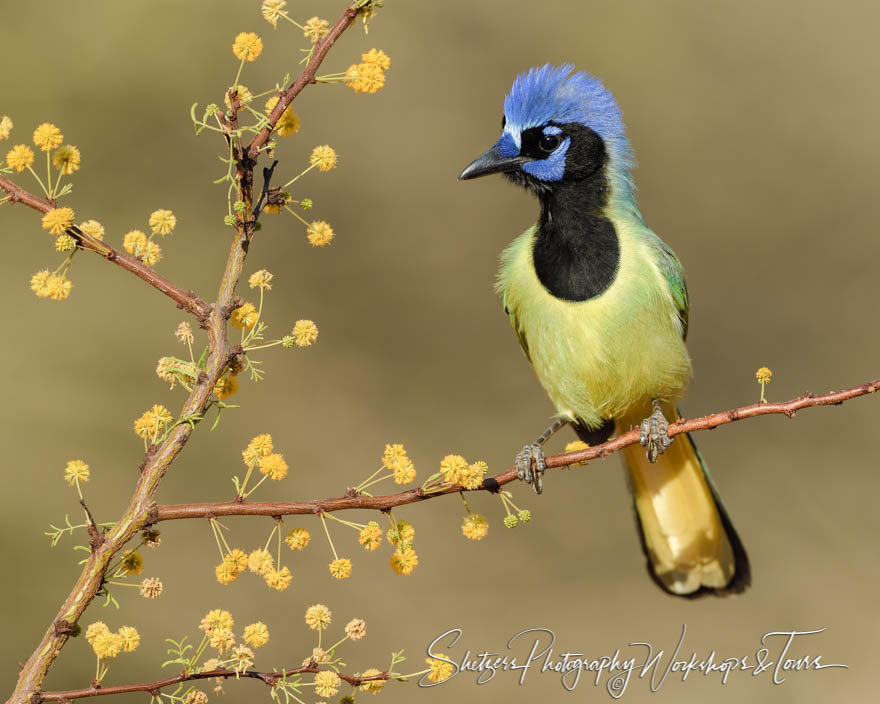 Green Jay with feathers up