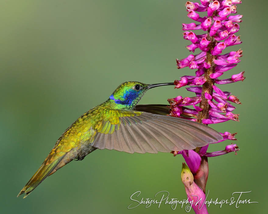 Green Violetear Hummingbird