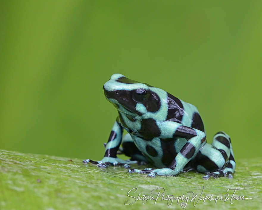 Green and black poison dart frog picture from Costa Rica