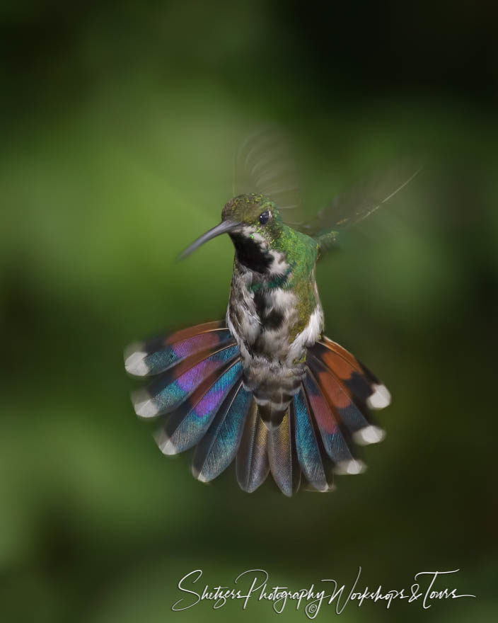 Green breasted Mango hummingbird