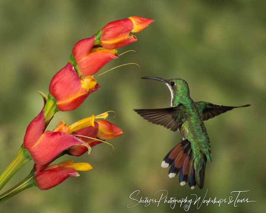 Green breasted Mango hummingbird in Costa Rica