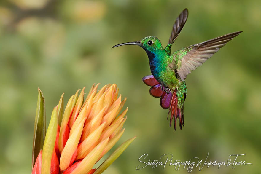 Green-breasted mango hummingbird in flight