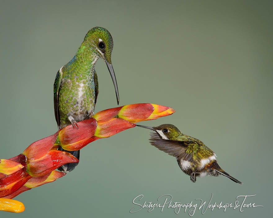 Green-crowned brilliant hummingbird and white-bellied woodstar h
