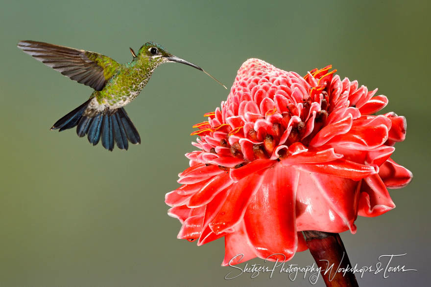 Green-crowned brilliant hummingbird sips nectar from large red e