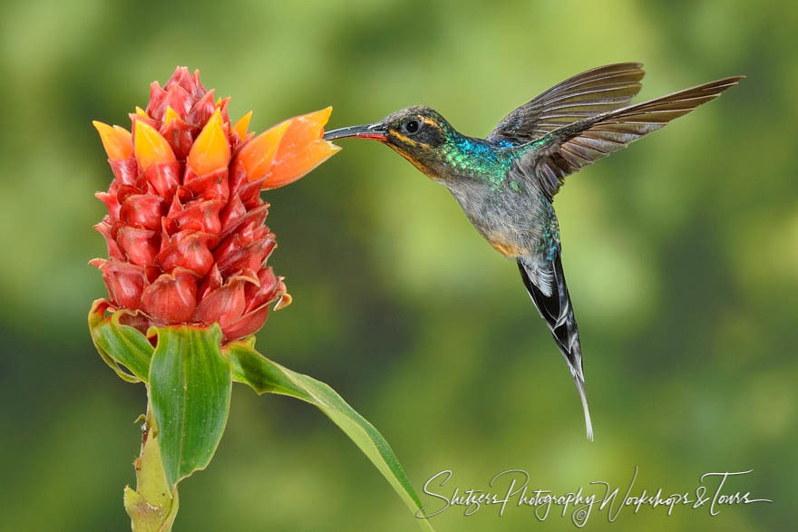 Green hermit hummingbird in flight with flower