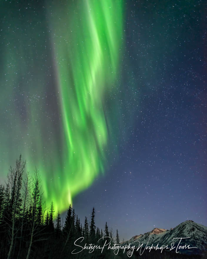 Green ribbons of the Aurora Borealis above trees