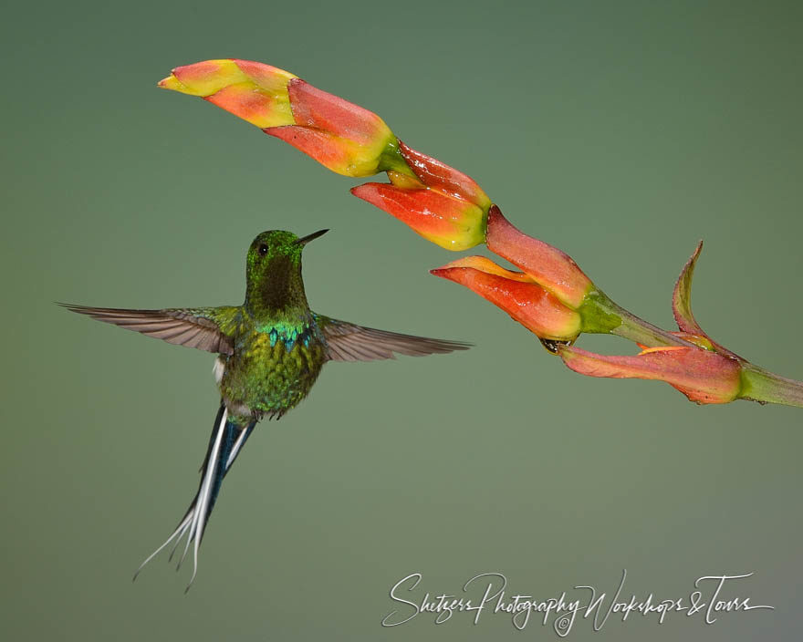 Green thorntail hummingbird forages flower for food