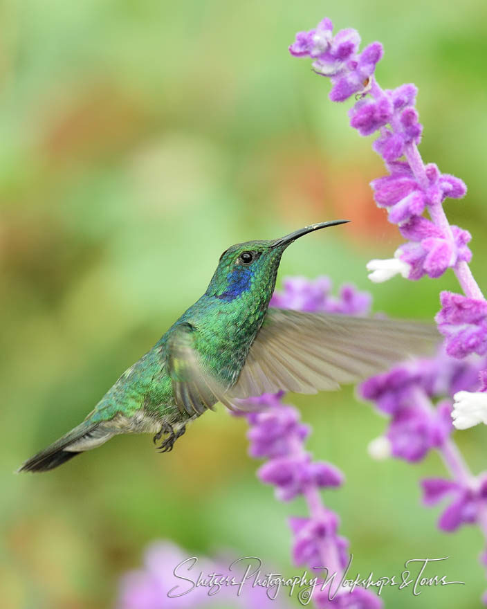 Green violet-ear hummingbird image inflight near purple blossoms