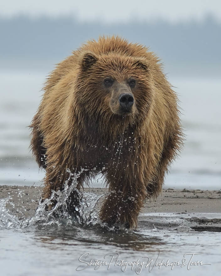 Grizzly Bear Attack