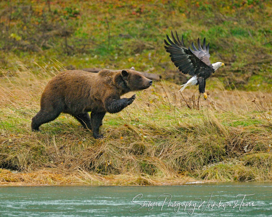 Grizzly Bear Attacks Bald Eagle in Alaska